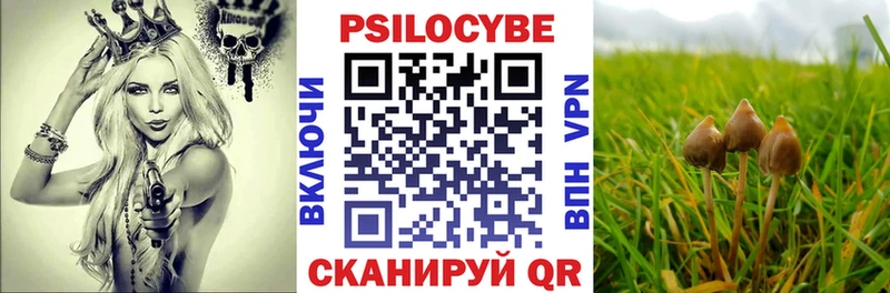 Псилоцибиновые грибы Cubensis  Купить где  Андреаполь 